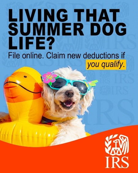 Summer Dog's Life